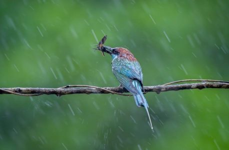 manual rain bird esp modular