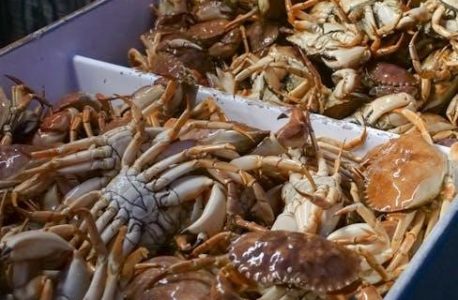 food fishery nl 2024 schedule pdf